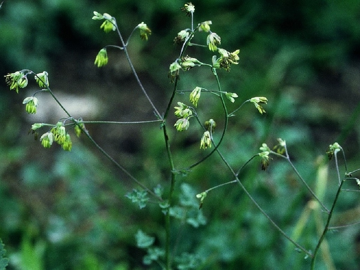 Thalictrum minus subsp. saxatile (Ranunculaceae)